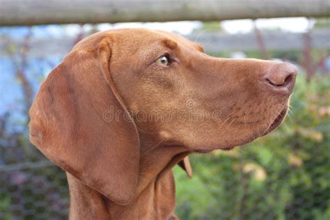 Hungarian vizsla dog stock image. Image of animal, brown - 22720517