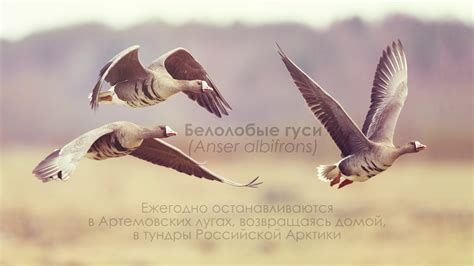 слайд-фильм ФОТОВЫСТАВКА "АРТЕМОВСКИЕ ЛУГА - ЖЕМЧУЖИНА НИЖЕГОРОДСКОГО ...
