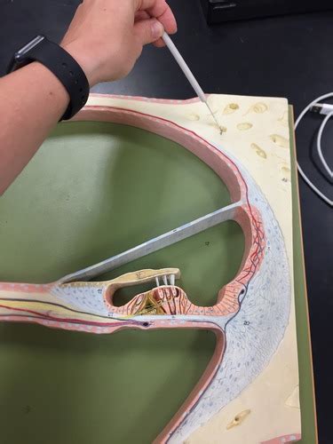 cochlea model flashcards quizlet
