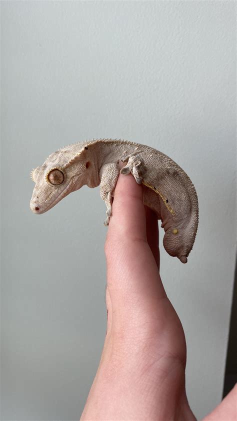 Crested geckos were thought to be extinct until their rediscovery in ...