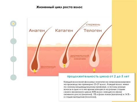 Реконструкция волос. Методический материал - презентация онлайн