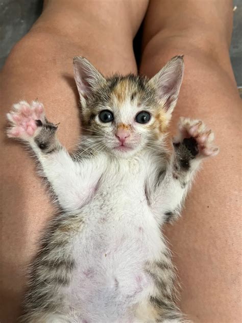 Love A Cat Charity | A Non Profit Organization