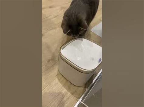 Фонтанчик для кота 🙀😻 #кот #кошки #котики - YouTube