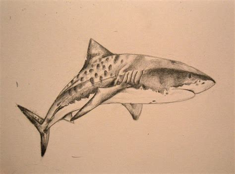 tiger shark tattoo designs