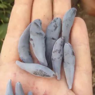 Жимолость плодовая - саженцы из питомника в Нижнем Новгороде