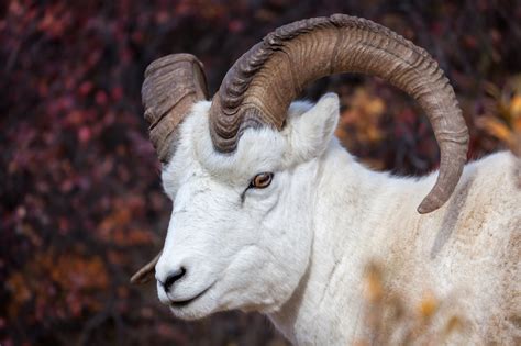 Dall Sheep Closeup Fine Art Photo Print For Sale | Photos by Joseph C ...