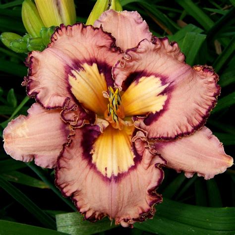 Hemerocallis (Daylily) 'Brouhaha' - Reblooming | White Flower Farm