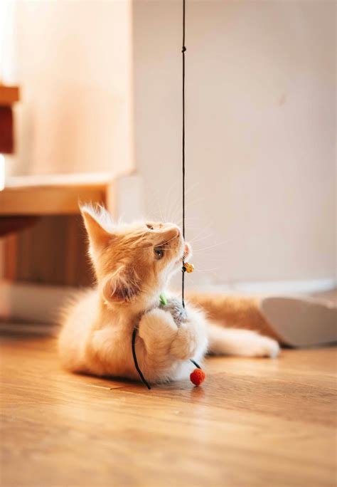 A fluffy orange kitten plays with a dangling toy. photo – Free Image on