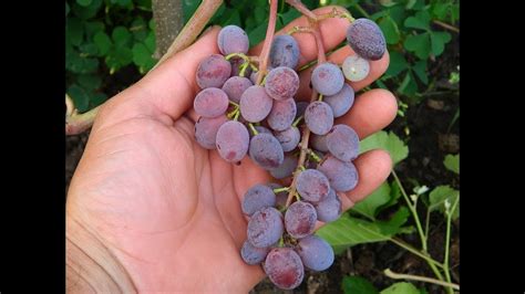 Виноград кишмиш Юпитер. Сезон 2016 (Grapes Jupiter seedless. Season ...