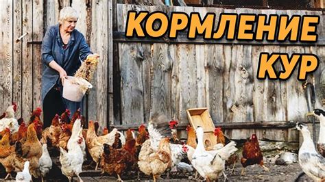 Кормление кур. Как, чем, сколько ? - YouTube