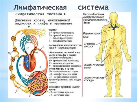 Строение и функции лимфатической системы - презентация онлайн