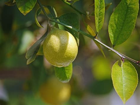 Lemon Tree Yellow - Free photo on Pixabay - Pixabay