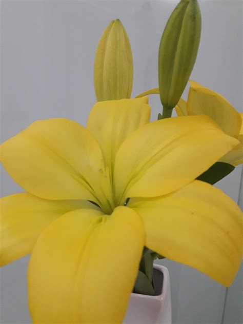 Yellow Lily Flower - Free photo on Pixabay - Pixabay