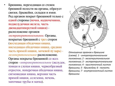 Брюшная полость, ход брюшины, пространства верхнего этажа брюшной ...