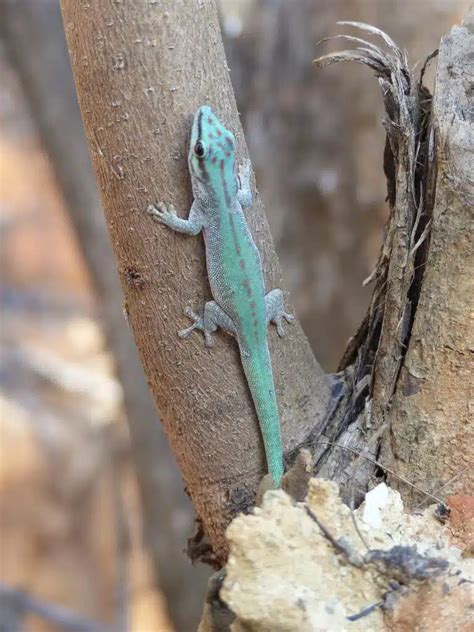 29 Types of Blue Lizards (with Pictures)