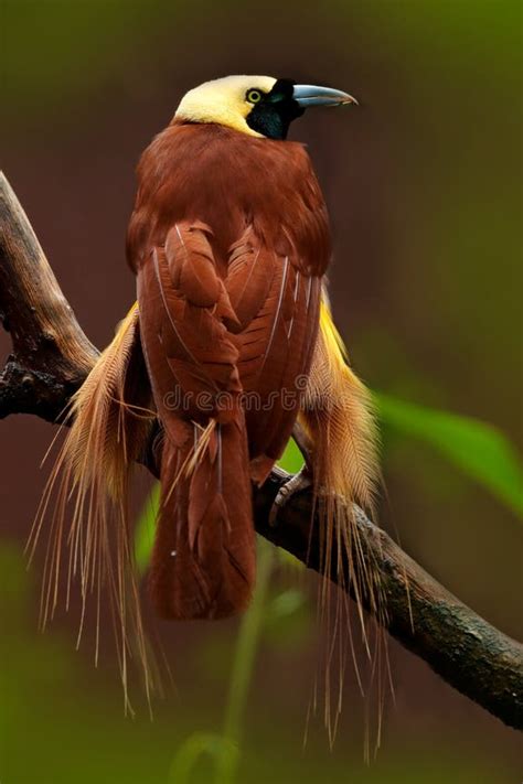 great bird paradise stock   royalty  stock