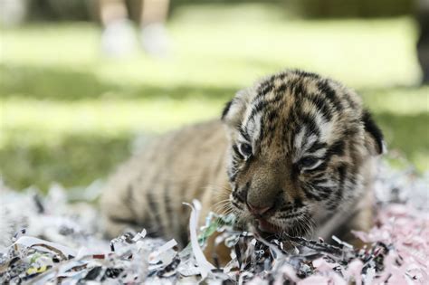 Le tigri di dieci giorni nello zoo di Bali, in Indonesia - Il Post