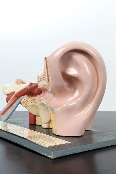 Pair of Human Ear Models by Somso | Pointers Antiques