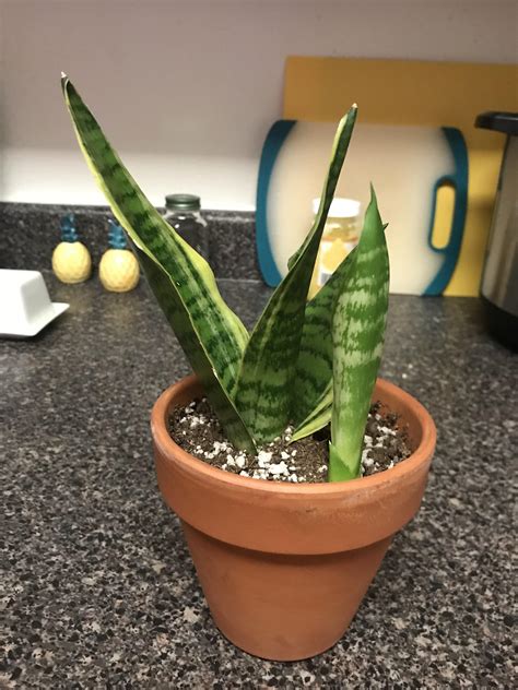 My snake plant has a baby, can I keep them together or will it hurt the