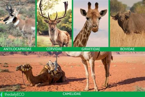 toed ungulates artiodactyls characteristics  examples