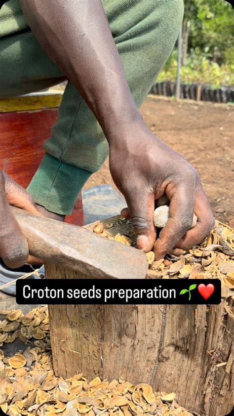 croton seeds benefits