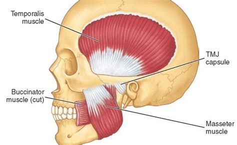 pelvis  psoas   masseter muscle
