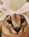 Ms.Fancy Floppa | Floppapedia Revamped Wiki | Fandom