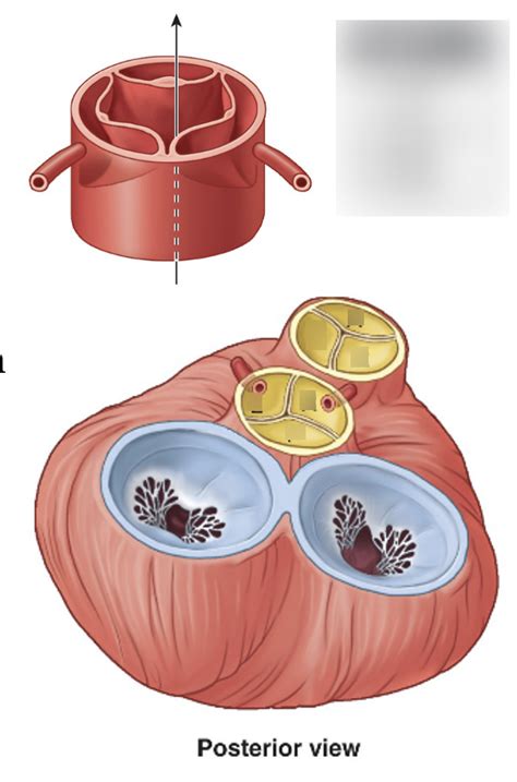 exam  semilunar valves diagram diagram quizlet