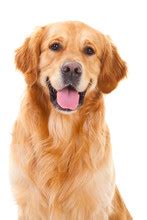 dog isolated  white  stock photo public domain pictures