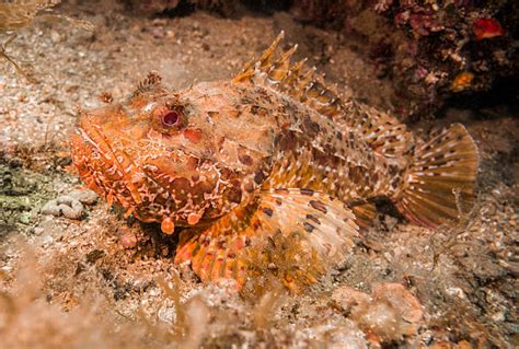 stonefish