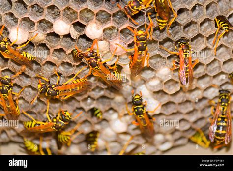 Vespula Germanica Nest High Resolution Stock Photography and Images - Alamy