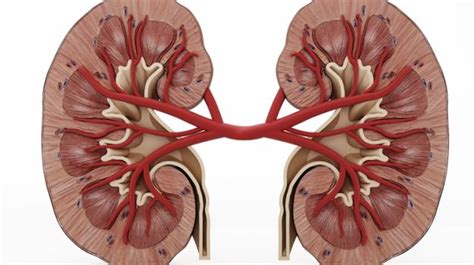 Wearable artificial Kidney should update conventional Dialysis ...