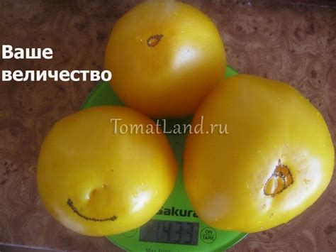 Томат Ваше Величество: описание сорта, ОТЗЫВЫ (6), фото