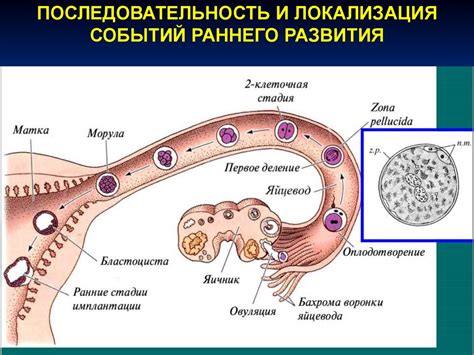 Эмбриогенез млекопитающих - презентация онлайн