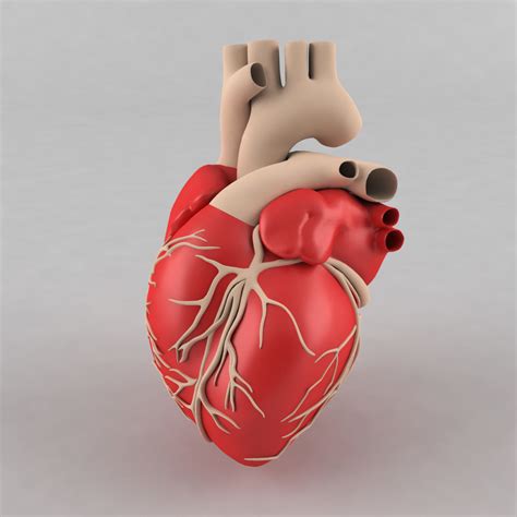 3d Model Human Heart Human Heart Heart Pottery Heart Anatomy Images