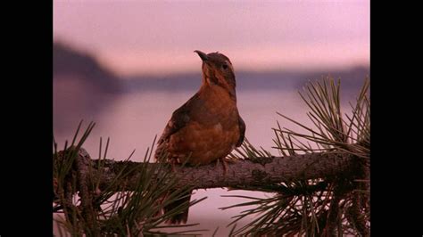 Twin Peaks Intro Remastered - Twin Peaks Bird - 1920x1080 Wallpaper ...