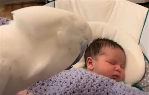 "Are We Gonna Keep Her?" Cockatoo Meets Newborn Baby With Adorable ...