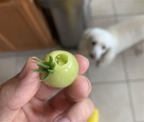 WHAT IS EATING MY TOMATOES! : r/gardening