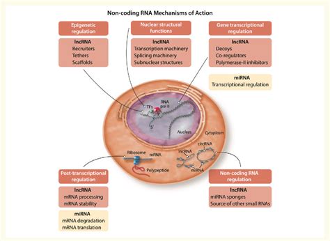 coding rna mechanisms  action examples    coding rnas