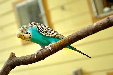 Parakeet Canary Bird - Free photo on Pixabay