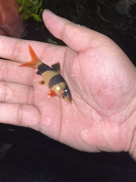 Does my clown loach look bloated? : r/loaches