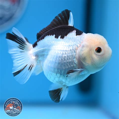 Panda Oranda Goldfish for Sale | Kaiju Goldfish USA