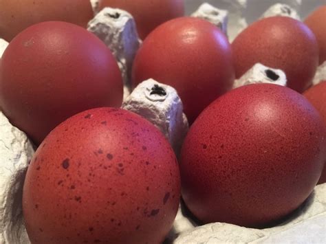 Explore The Unique Egg Colours Of Light Brown Eggs With Freckles: An