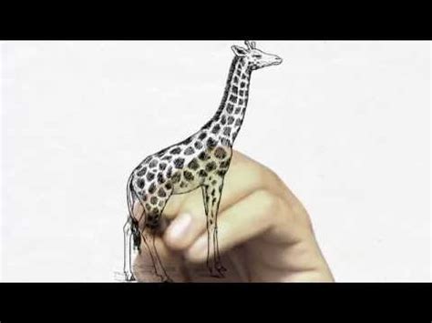 У ЖИРАФА ПЯТНА - YouTube