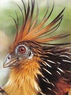 Opisthocomidae - Alchetron, The Free Social Encyclopedia