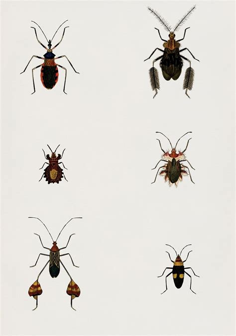 Different types of bugs illustrated | Premium PSD - rawpixel