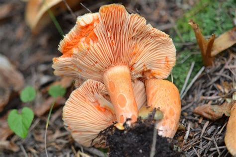 Saffron milk cap stock photo. Image of eating, nature - 86507854