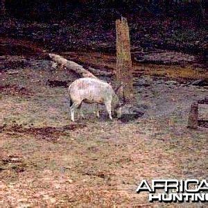 Incredible White Bongo | AfricaHunting.com