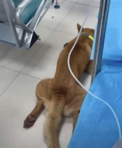 Dog visits owner at hospital, provides comfort during treatment ...