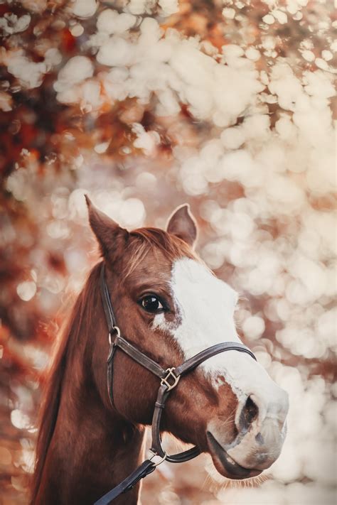 Aesthetic Horse Wallpapers - Top Free Aesthetic Horse Backgrounds ...